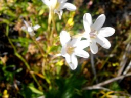 Tritonia bakeri subsp. bakeri