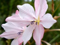 Tritonia bakeri subsp. lilacina flowers
