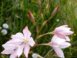Tritonia bakeri subsp. lilacina inflorescence