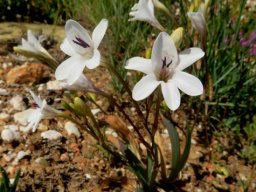 Tritonia