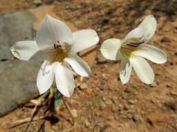 Tritonia gladiolaris flowers