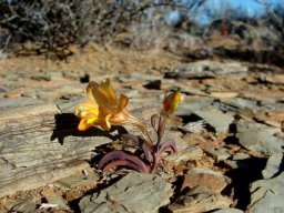 Tritonia karooica leaves