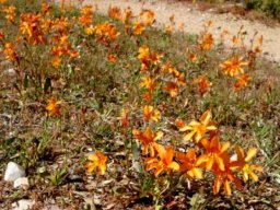 Tritonia securigera subsp. securigera in the Little Karoo