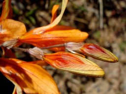 Tritonia securigera subsp. securigera buds
