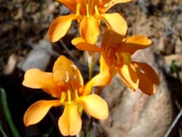 Tritonia securigera subsp. securigera