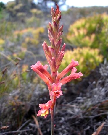 Tritoniopsis antholyza flower spike