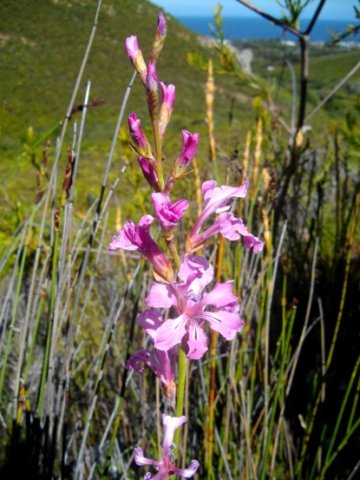Tritoniopsis lata var. lata 