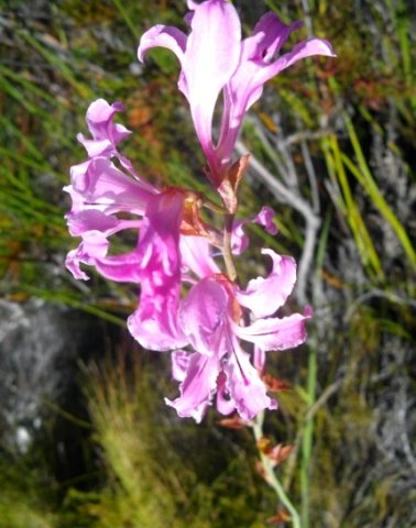 Tritoniopsis lata var. lata inflorescence