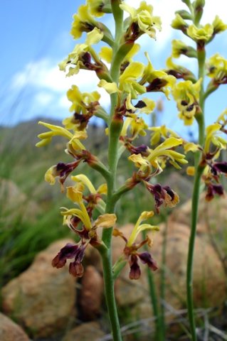 Tritoniopsis