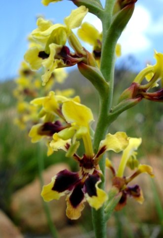 Tritoniopsis parviflora colours and shapes