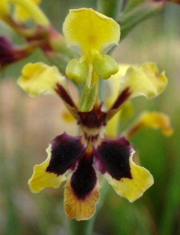 Tritoniopsis parviflora flower details