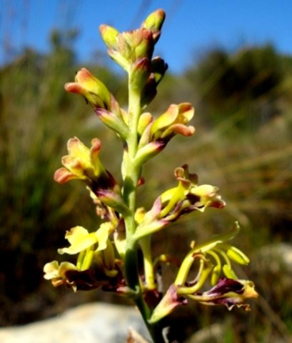 Tritoniopsis parviflora buds in profile