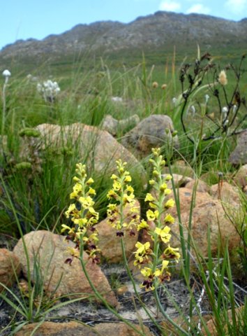 Tritoniopsis parviflora