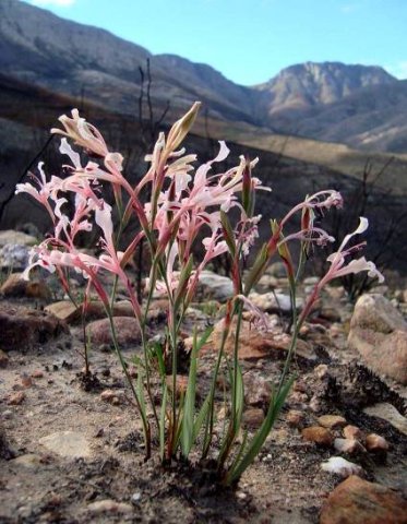Tritoniopsis ramosa