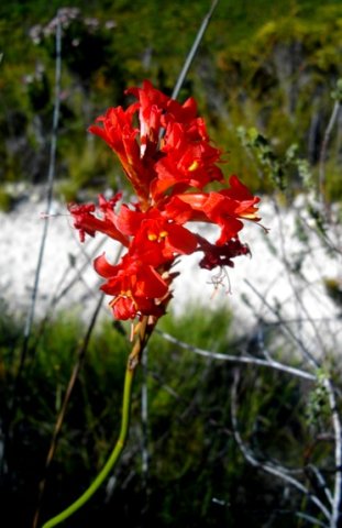 Tritoniopsis triticea