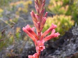 Tritoniopsis antholyza flower spike