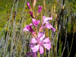 Tritoniopsis lata var. lata 