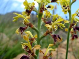 Tritoniopsis