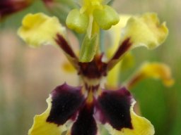 Tritoniopsis parviflora flower details