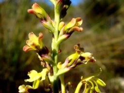 Tritoniopsis parviflora buds in profile