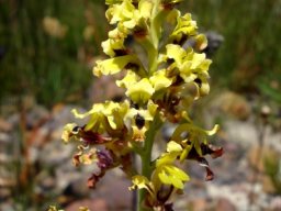 Tritoniopsis parviflora spike