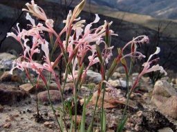 Tritoniopsis ramosa