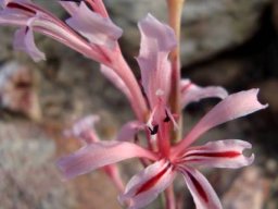 Tritoniopsis ramosa flowers