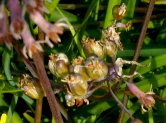 Tulbaghia capensis green fruit