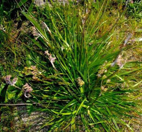 Tulbaghia capensis