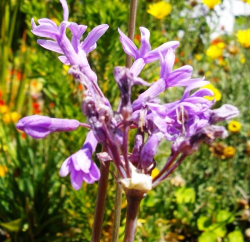 Tulbaghia violacea flowers