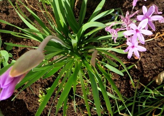 Tulbaghia violacea leaves