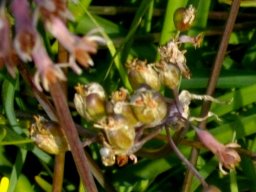 Tulbaghia capensis green fruit