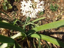 Tulbaghia simmleri