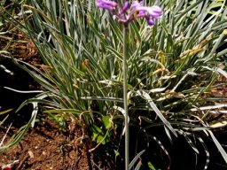 Tulbaghia violacea variegated leaf margins