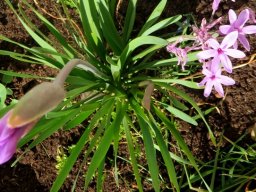 Tulbaghia violacea leaves
