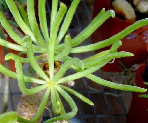 Tylecodon cacalioides