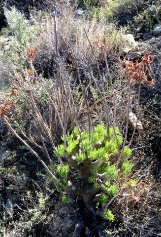 Tylecodon cacalioides mature plant