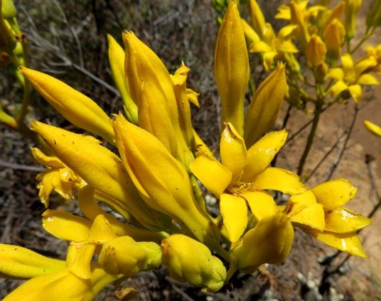 Tylecodon cacalioides buds