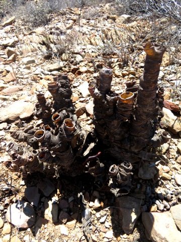 Tylecodon cacalioides that was