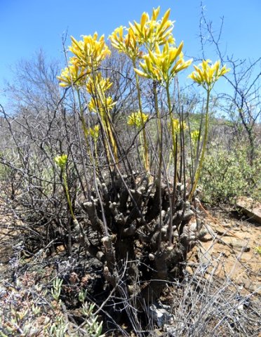 Tylecodon