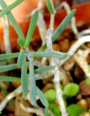 Tylecodon fragilis