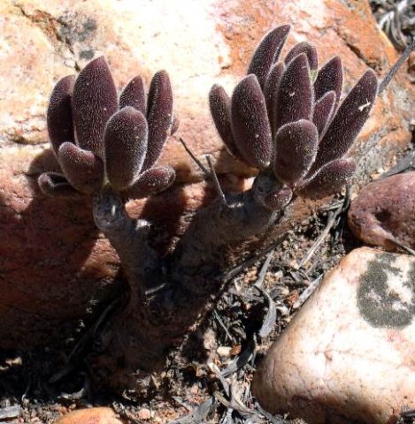 Tylecodon leucothrix darkened leaves