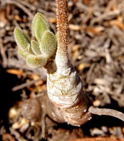 Tylecodon leucothrix