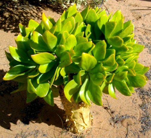 Tylecodon paniculatus