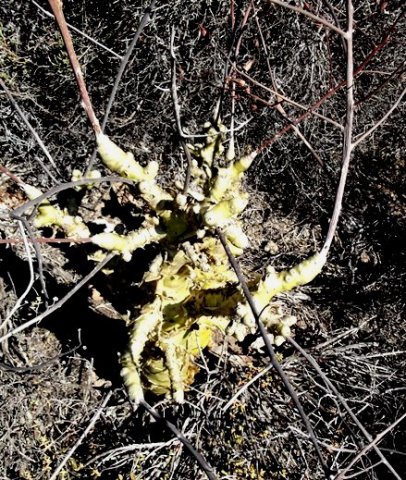 Tylecodon paniculatus bulges and knobs
