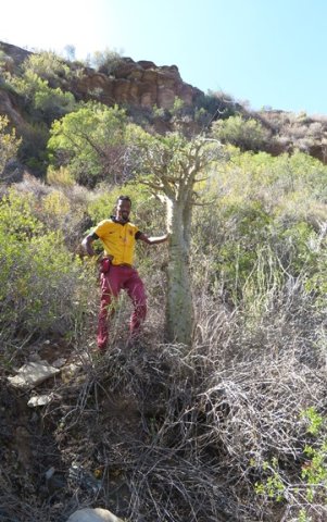 Tylecodon paniculatus, a tall one