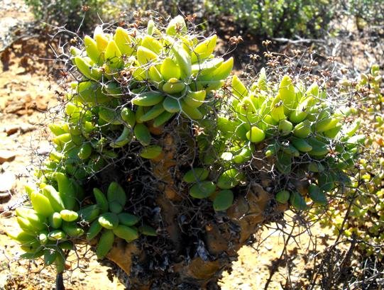Tylecodon reticulatus subsp. reticulatus elliptic leaves