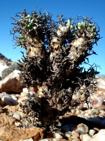 Tylecodon reticulatus subsp. reticulatus