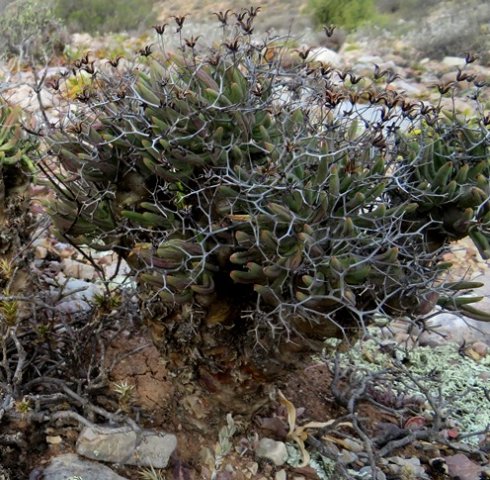 Tylecodon reticulatus subsp. reticulatus mature plant