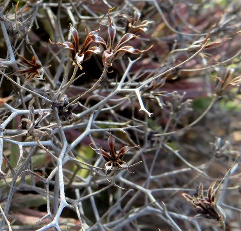 Tylecodon reticulatus subsp. reticulatus seeds dispersed